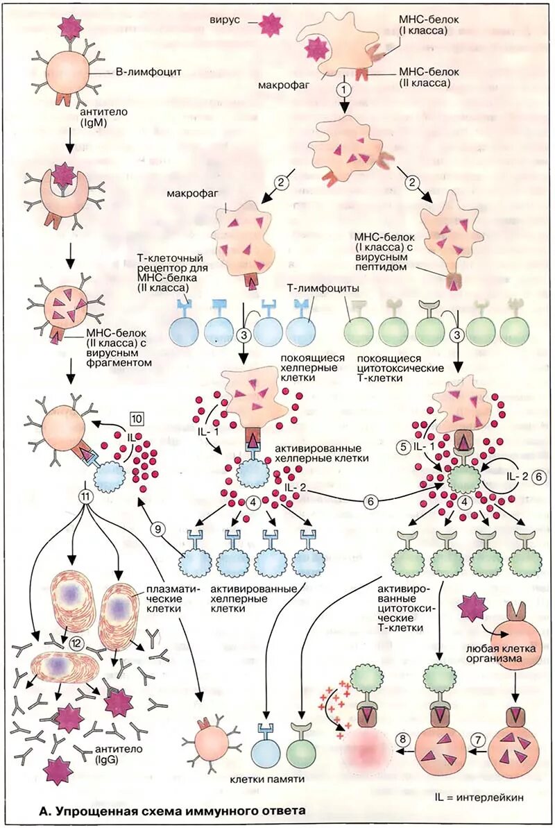 Ход иммунной реакции. Иммунный ответ схема иммунного ответа. Схема т клеточного иммунитета. Схема клеточного иммунного ответа. Иммунитет при малярии.