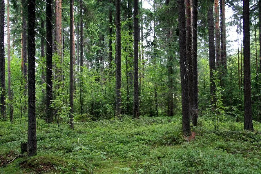 Лес пример. Хвойный лес карелии. хвойные таежные леса карелии. ельники леса карелии. лиственный лес карелия.