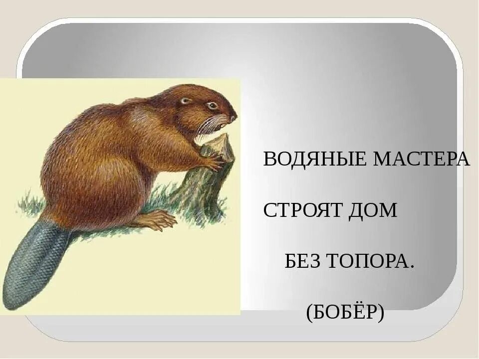 Скороговорка про бобров. Загадка про бобра. Загадки про Бобров. Загадка про бобра для детей. Загадка о бобрах.