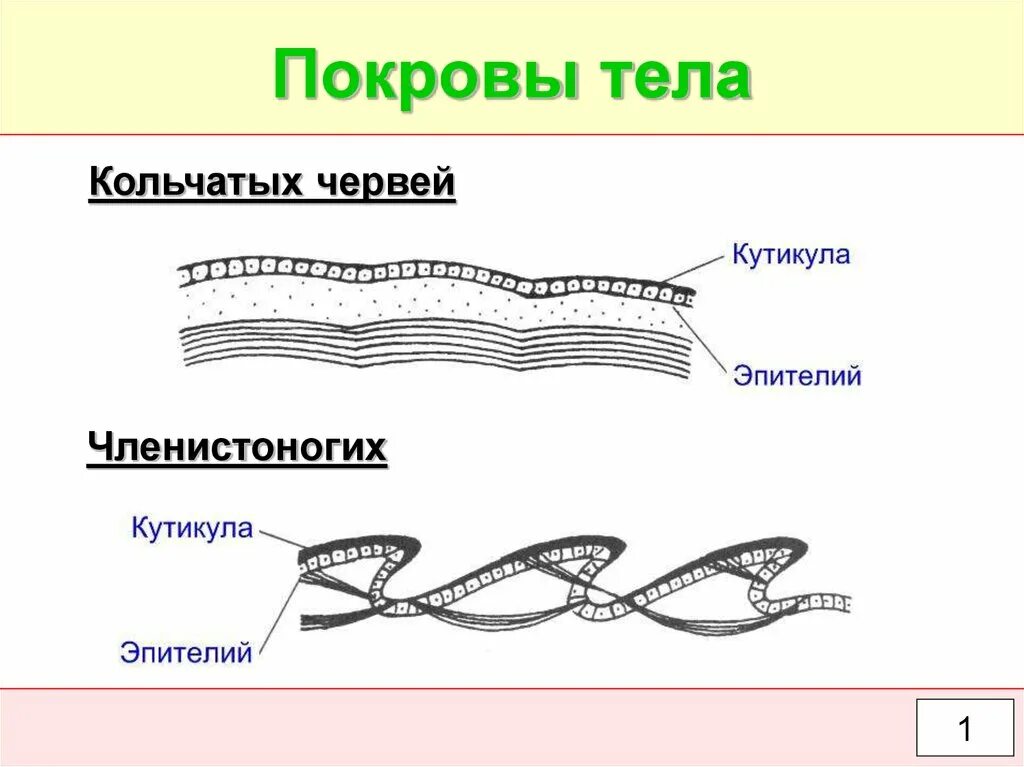 Покровы тела животных 8 класс биология таблица. Кольчатые черви покровы тела. Покровы тела кольчатых червей. Тип кольчатые черви строение покровов тела. Покровная система кольчатых червей.