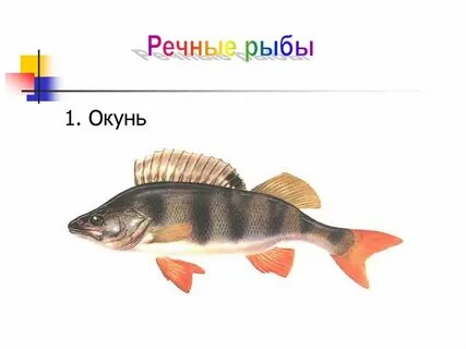 Рассказ про рыбу 1 класс окружающий мир