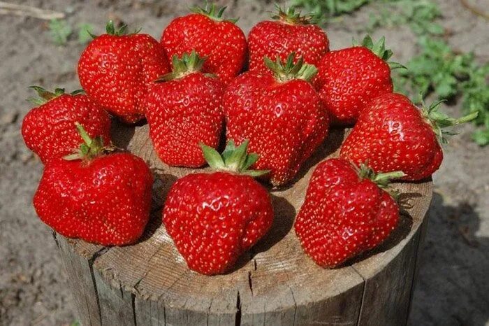 КЛУБНИКА сорт "Фестивальная" // STRAWBERRY grade "Festival" - YouTube