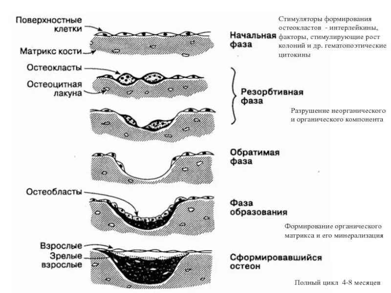 Лабораторные маркеры образования костной ткани. К биохимическим маркерам костной резорбции. Маркер формирования костного матрикса. Маркер формирования костного матрикса. Кпг продуктов таблица.