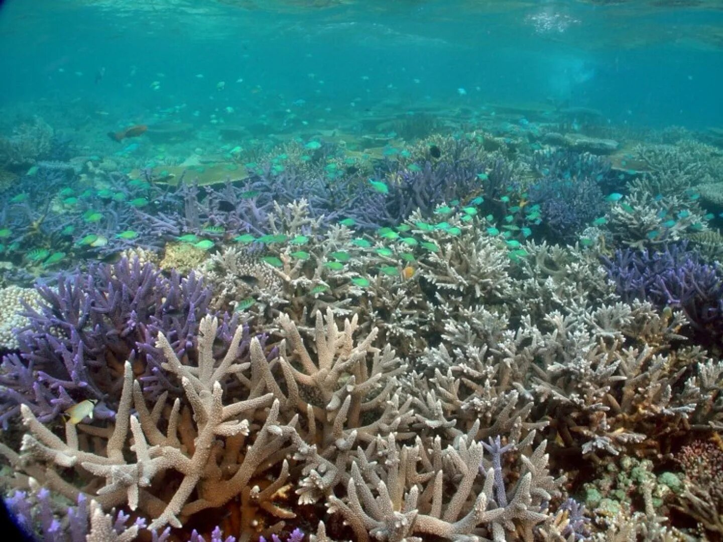 Great barrier reef corals. Риф Туббатаха Филиппины. Национальный морской парк риф Туббатаха. Морской национальный парк большой Барьерный риф. Рас Мохаммед мангровые заросли.