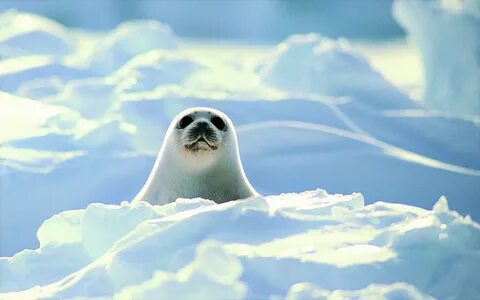 Free download wallpaper Seals, Earth, Animal, Cute, Seal, Harp Seal on your...