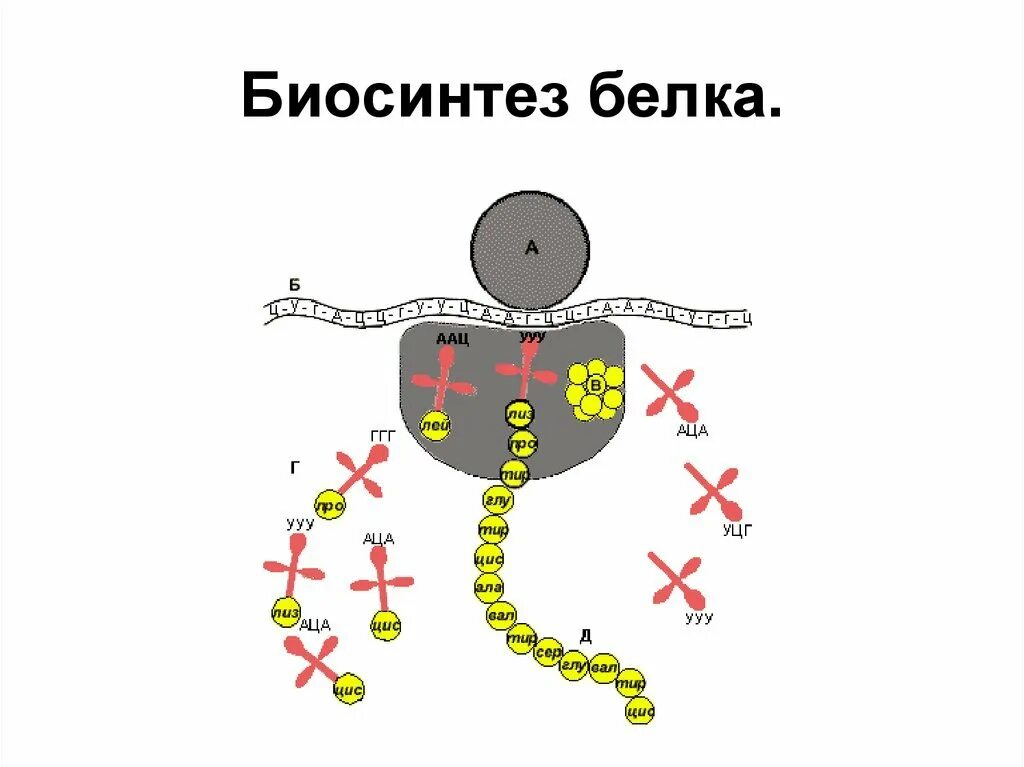 Трансляция тем. Биосинтез белка на рибосоме. схема синтеза белка в рибосоме трансляция. схема синтеза белка в рибосоме. трансляция биосинтез белка на рибосоме.