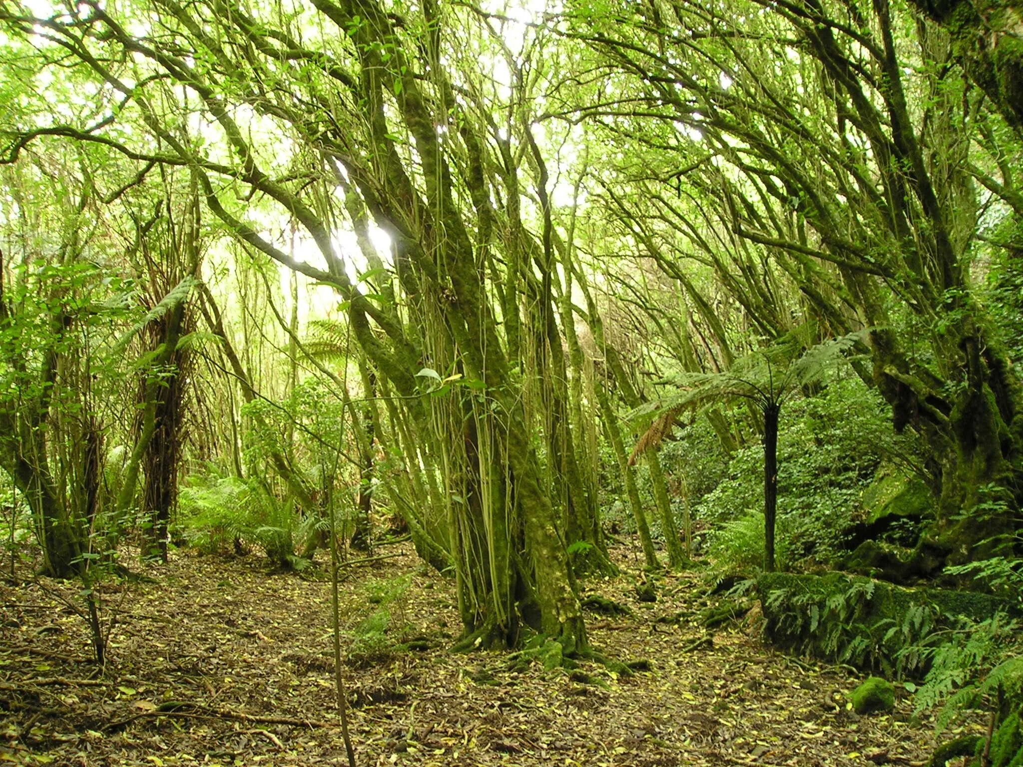 Субтропический лес новой Зеландии. Жестколистные вечнозеленые леса Австралии. Жнстколистные Лема Австралии. Самшитовый лес в Абхазии.