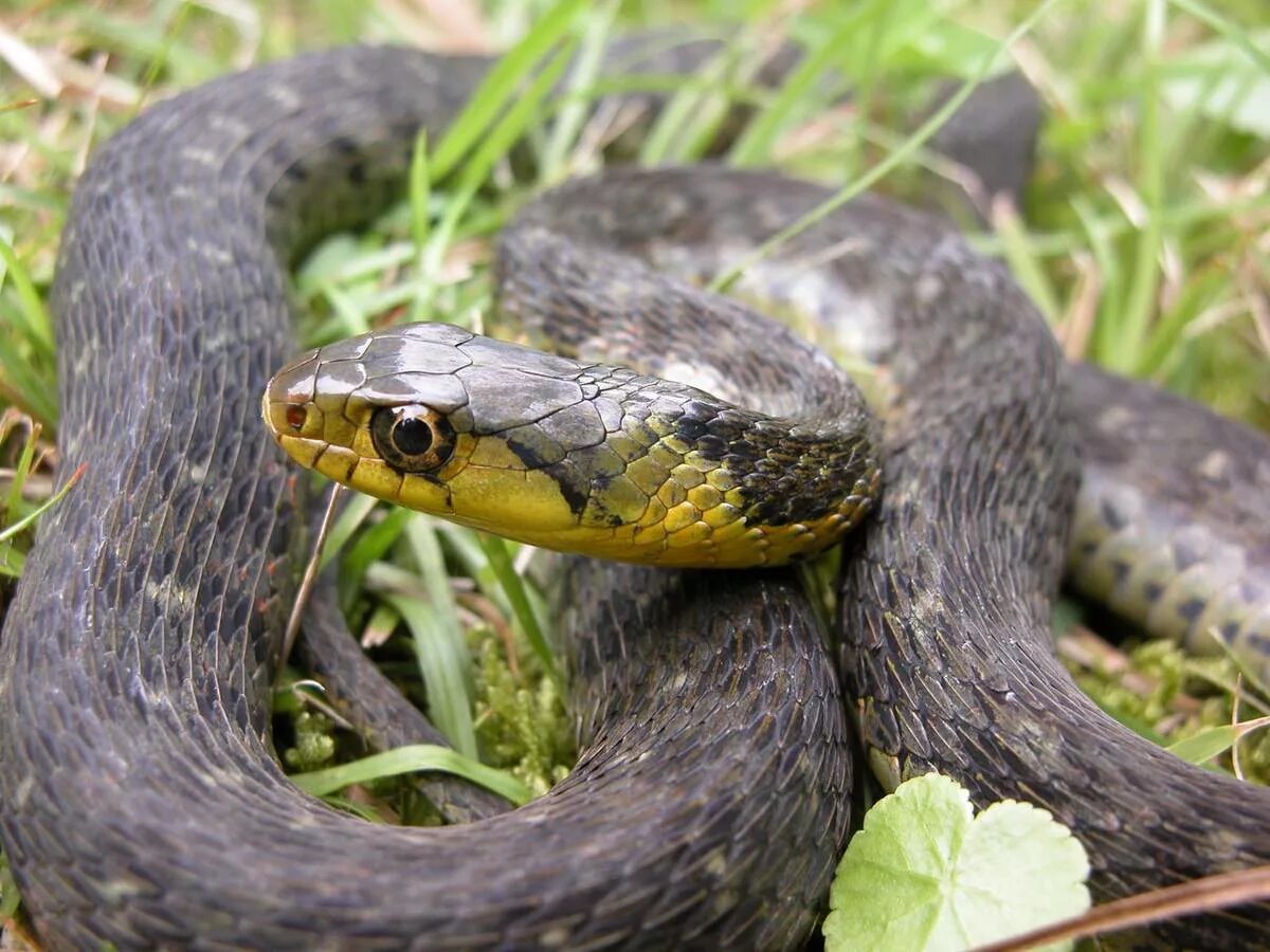 Змеи средней полосы. Обыкновенный уж Natrix Natrix. Гадюка Болотная. Змея гадюка Болотная. Уж обыкновенный - змея неядовитая.