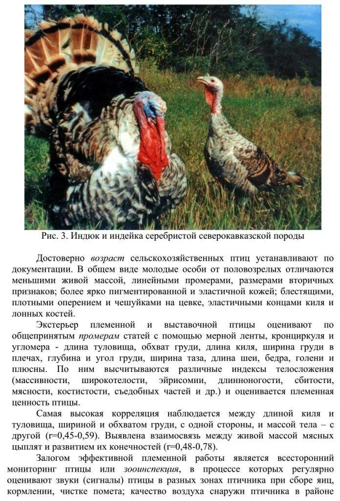 Как определить индюков. Как определить индюка от индюшки. индюк и индейка отличия. отличие индюка от индейки. определить пол индюшат.