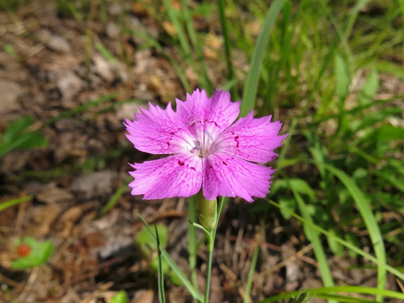 Гвоздика разноцветная (Dianthus versicolor)