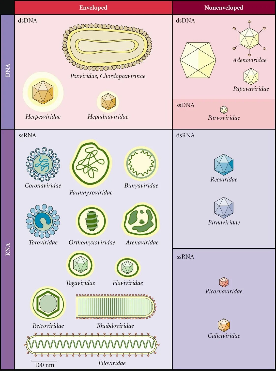 Types of viruses. Birnaviridae вирусы. Вирусы семейства Adenoviridae сложные. Семейство Birnaviridae. Papovaviridae микробиология.