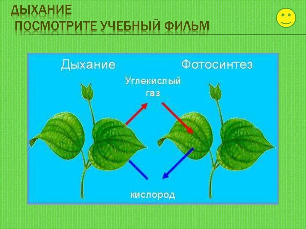 Схема как происходит дыхание растений. Дыхание растений. Схема процесса дыхания растения. Схема фотосинтеза и дыхания растений. Дыхательные органы растений.