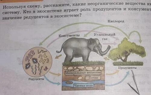 Консумент 1 порядка консумент 2 порядка редуценты. Редуценты примеры человек. Консументы первого порядка 2) консументы второго порядка. Роль консументов в экосистеме. Продуцент коза.