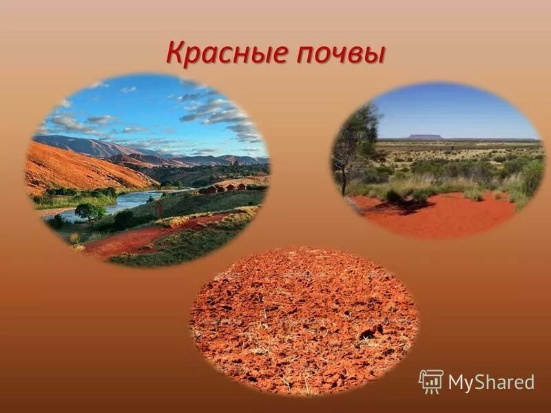 красноземы субтропиков почвы. почвенный профиль бурых лесных почв. характеристика красных почв. красные и красно бурые почвы характеристика. характеристика красных почв.