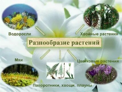 Многообразие растений по месту обитания