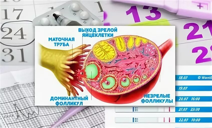 Сдвинулась овуляция