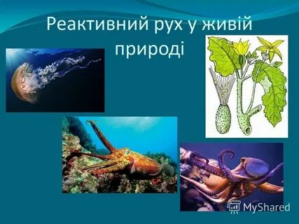 Реактивное движение в природе картинки