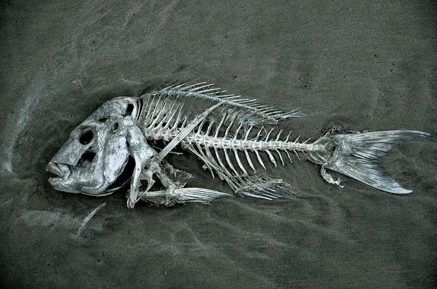 Купить кости рыбы. Тилапия скелет. Костяные рыбы. Скелет рыбы сазан. Рыбные кости.