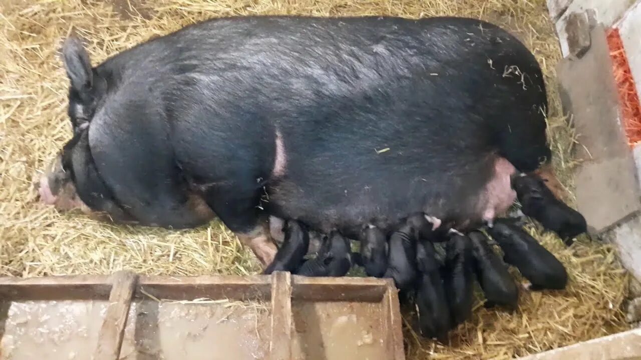 Поросята 9 недель. Крупная черная свинья на белом фо. Шведская свинья. Алиментарная анемия поросят. Крупная черная свинья на белом фо.