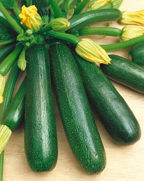 Сорт кабачков аэронавт. Цукини отзывы. Кабачок блэк цуккини, 2г. Семена кабачок аэронавт. Кабачок аэронавт цуккини 10шт садовита ц.