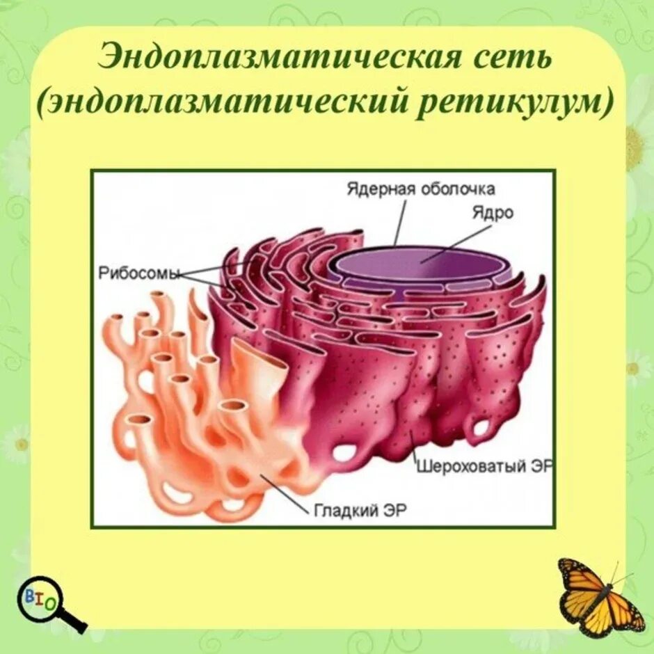 Хлоропласт и эндоплазматическая сеть. Шероховатая ЭПС строение. Шероховатый эндоплазматический ретикулум строение.