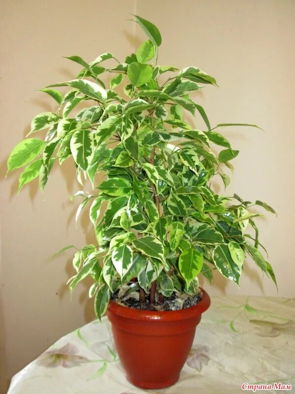 Фикус бенджамина голден кинг. Фикус плохо растет. Фикус разросшийся. Фикус бенджамина рост. Фикус маленькие листочки.