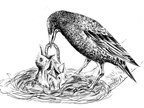 Куприн скворцы читать краткое. Куприн скворцы иллюстрации. птенцы в гнезде черно белые. птичка в гнезде черно-белая. скворец карандашом.