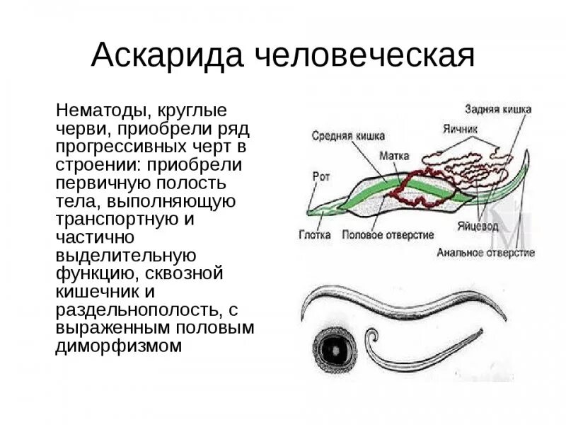 Строение паразитических. Круглые черви аскарида строение. круглые черви аскарида человеческая. тип круглые черви нематоды. тип круглые черви аскарида.