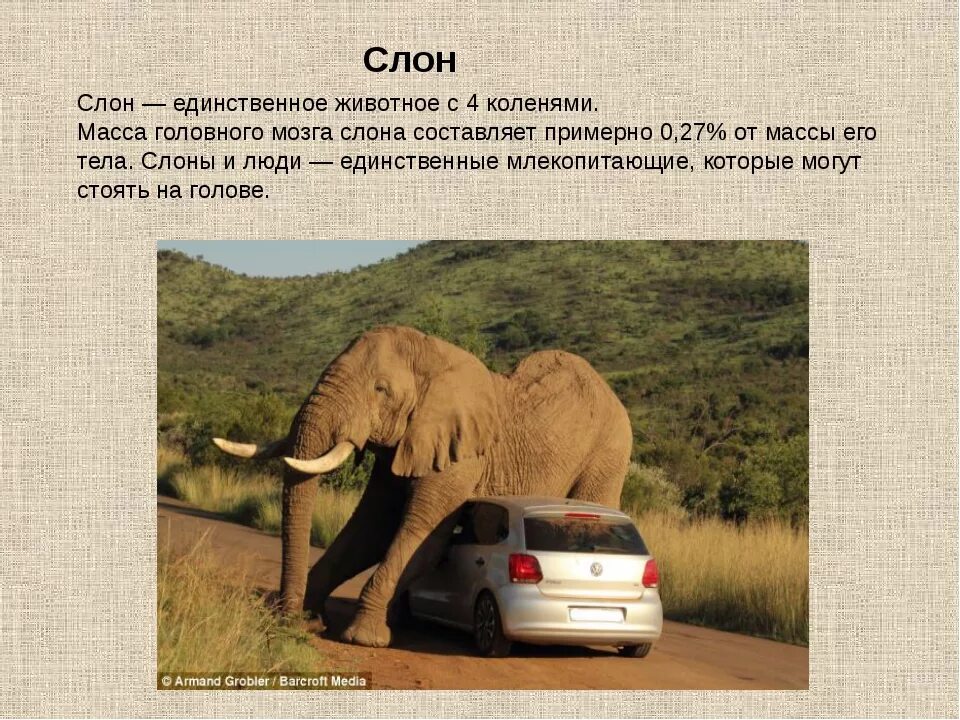 Проект по географии 7 класс африканский слон Африканский слон окружающий мир: найдено 90 изображений