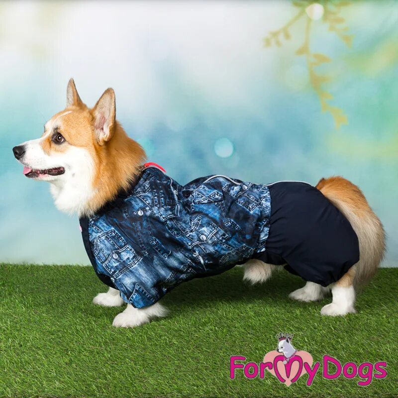 FORMYDOGS вельш корги. Комбинезон-дождевик &quot;корги&quot;, 49см (Gamma). Корги комбинезоны FORMYDOGS. Комбинезон для корги пемброк мальчиков