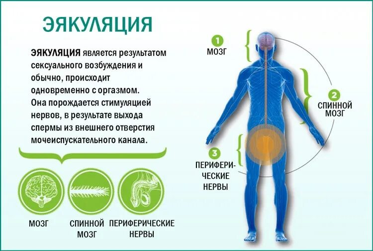 как происходит эякуляция. преждевременное семяиспускание. причины преждевременной эякуляции. лекарства от раннего семяизвержения. схема процесса эякуляции.