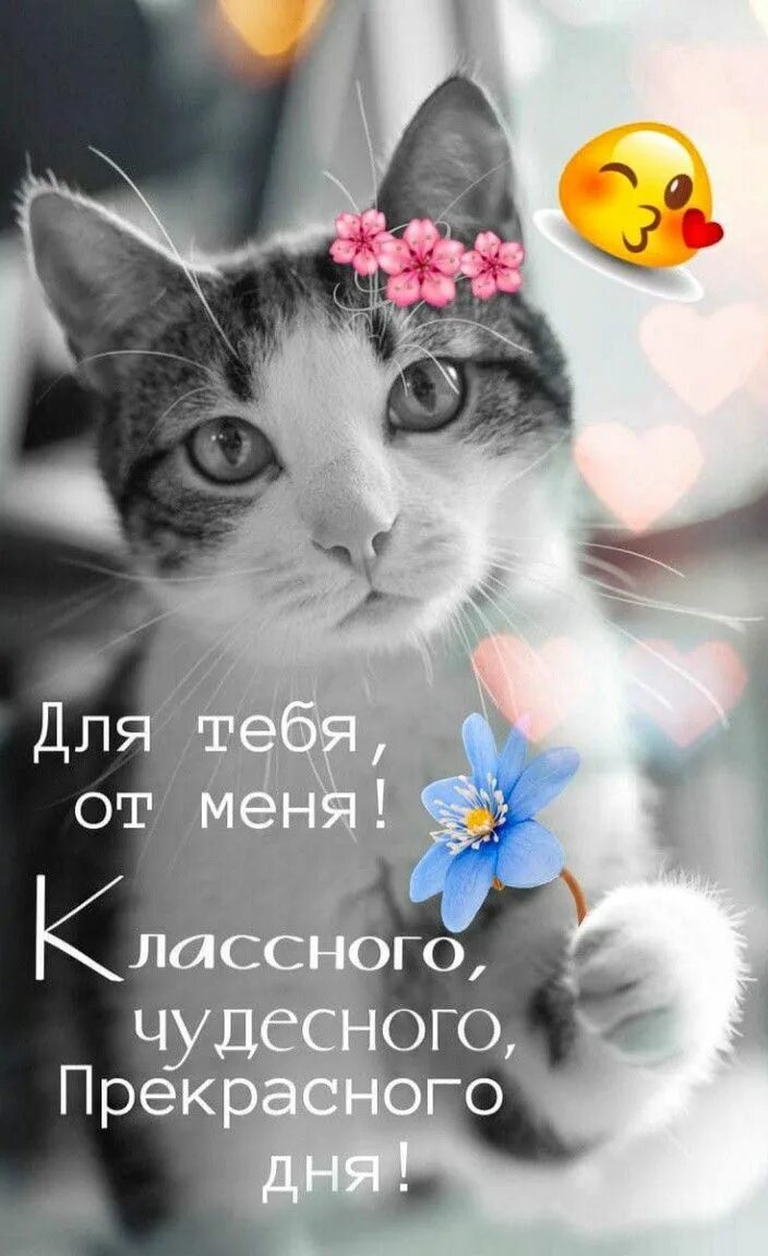 Доброго дня картинки с котами. Доброе утро картинки позитивные. картинки с добрым утром позитивные веселые. с добрым утром прикольные смешные. доброе утро прикольные смешные позитивные.