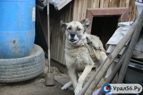 Уральские собака