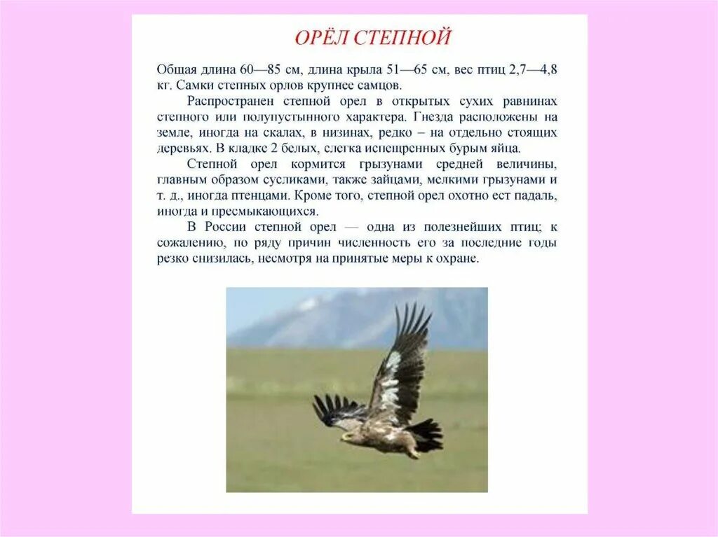 Текст про орла. Описание орла. Доклад про орла. Информация о Степном Орле. Орел краткое описание.