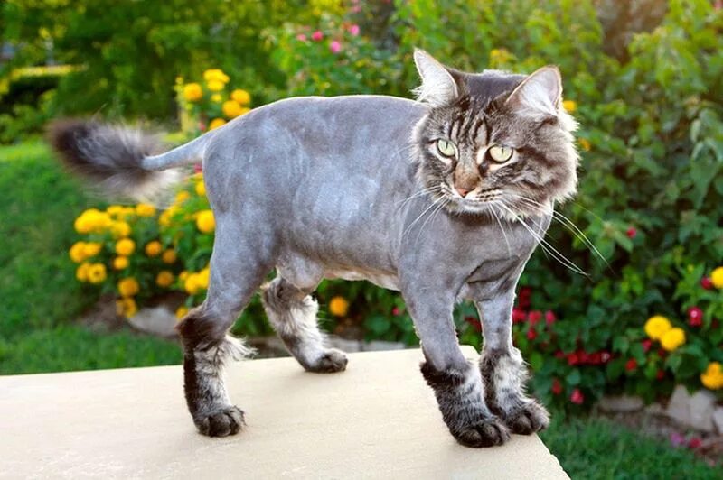 Стрижка кошек. Стрижки котов серых. Стриженный серый кот. Сибирский серый кот подстриженный. Бреет кис