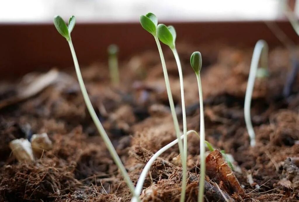 Росток рассады огурца. Появившиеся всходы. Росток плодоносный иосиф росток. Появившиеся всходы. Появившиеся всходы.