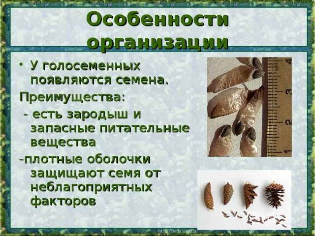 Плоды хвойных растений. Строение семени голосеменных растений рисунок. Семена ели и сосны. Ели семена образуются. Ели семена образуются.