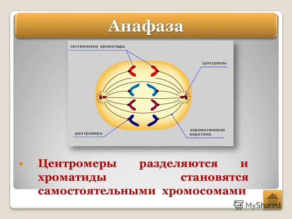 Расхождение центриолей с образованием веретена деления. Анафаза строение. Анафазе сестринские хроматиды. Хроматиды разделяются и становятся самостоятельными хромосомами. Центромеры разделяются.