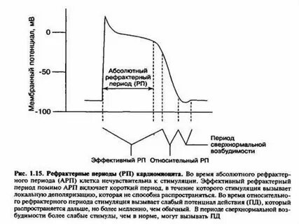 Рефрактерный период и его роль 10 класс