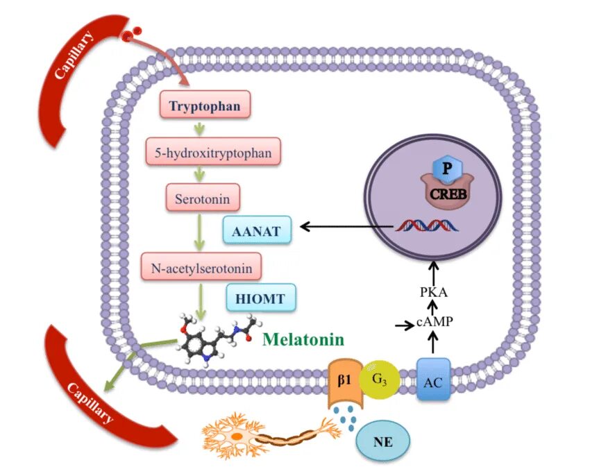 Синтез мелатонина. Мелатонин Синтез из триптофана. Синтез мелатонина биохимия. Триптофан серотонин мелатонин. Синтез серотонина из триптофана биохимия.