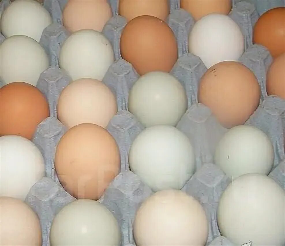 Яйцо доминанты купить. Яйцо Доминанта. Доминант с цветным яйцом 902. Инкубационное яйцо крапчатое чье. Доминант с цветным яйцом DS 109.