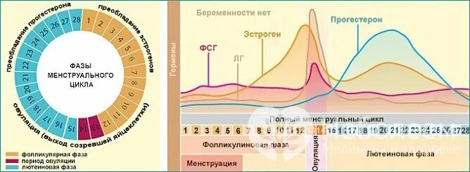 Пик активности женщины. Лютеиновая фаза менструационного цикла. Фазы менструационного цикла прогестерон. Женские половые гормоны в 1 фазу менструального цикла. Фазы менструационного цикла фолликулярная овуляторная лютеиновая.