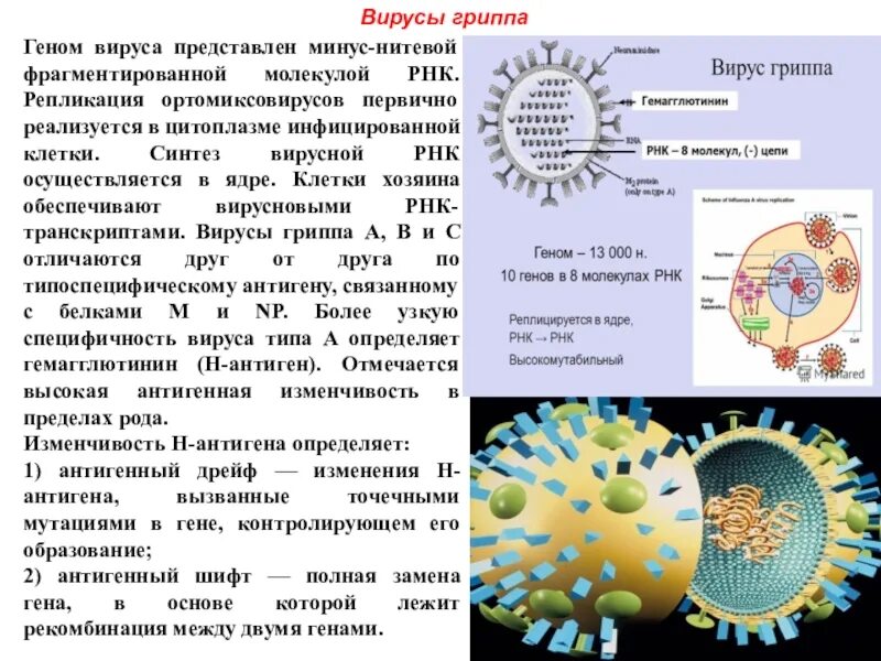 Рнк геномные вирусы. Строение вируса гриппа микробиология. Геном вируса гриппа. Генетический материал вируса гриппа. Вирусная клетка.