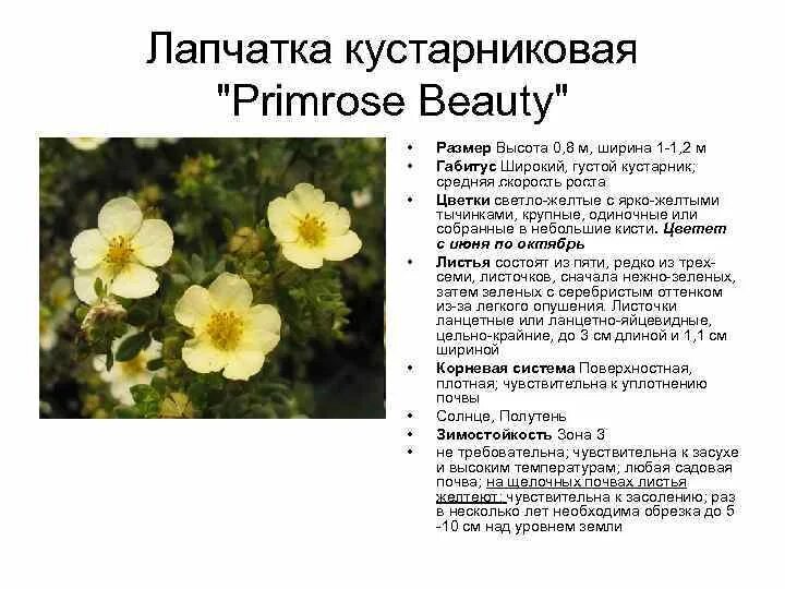Саженец Лапчатка Сноуфлейк