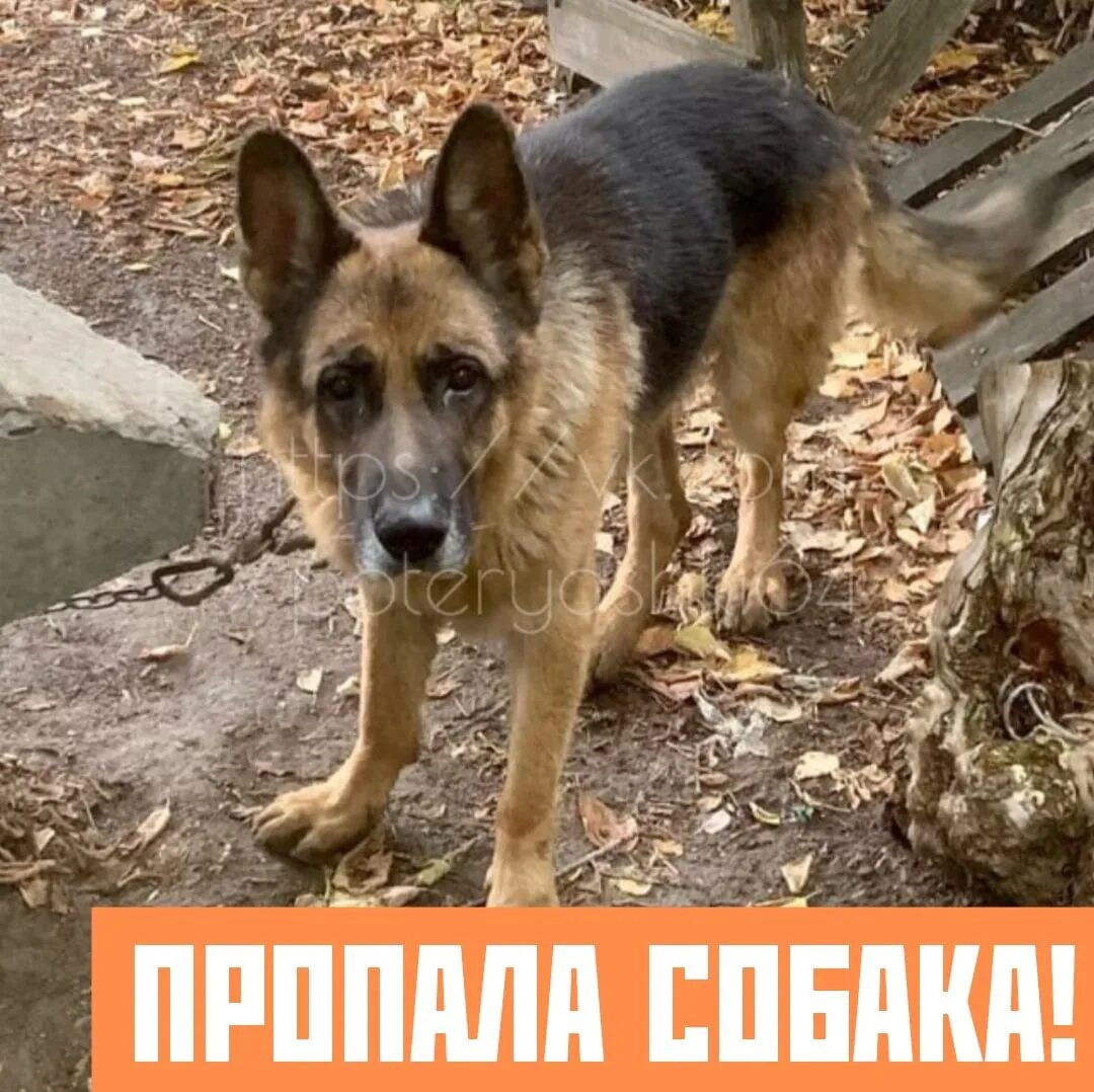 Потеряшки Саратова собаки фото. 9169171051 Соня ищет дом. 9161508281 Соня ищет дом