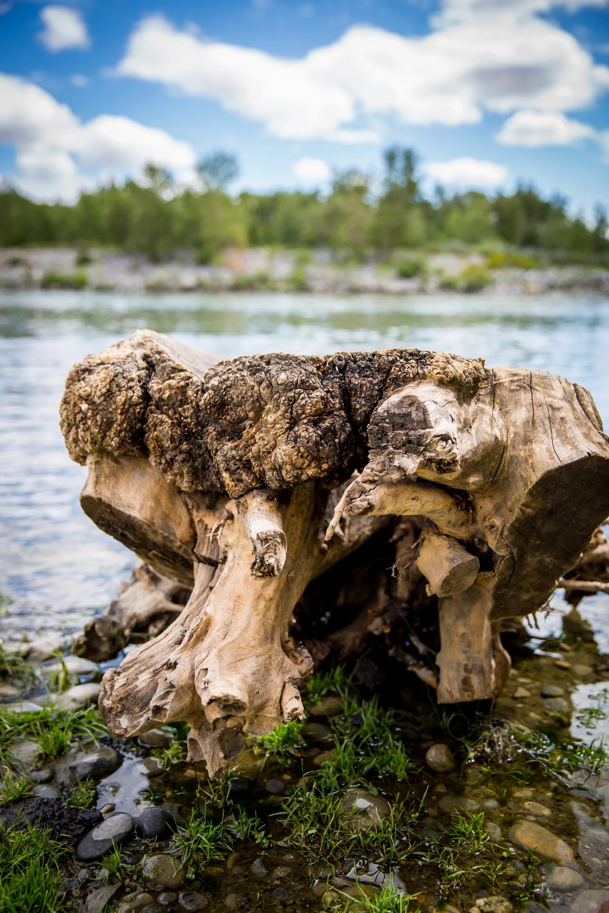 Речная коряга. Коряги из воды. Коряга в воде. Коряга в реке