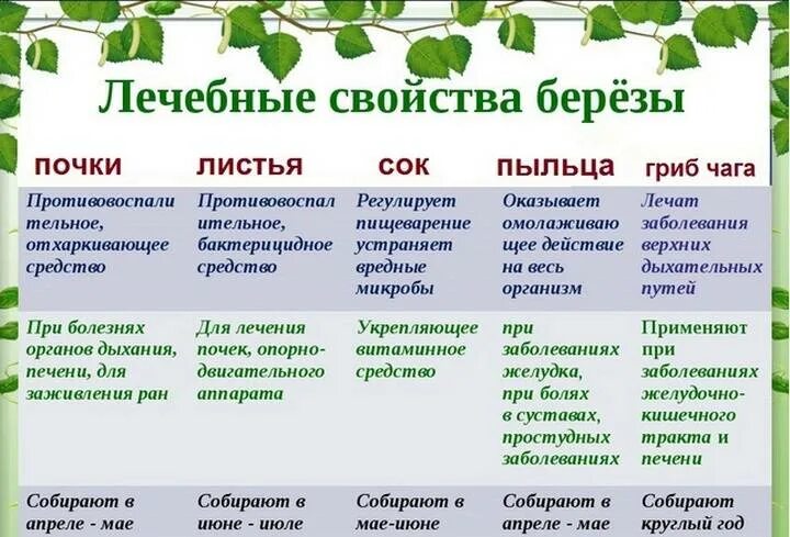 Листья берёзы применение свойства. Березовые почки. Чем полезны листья березы. Лечение листьями березы. Характеристика березовые.