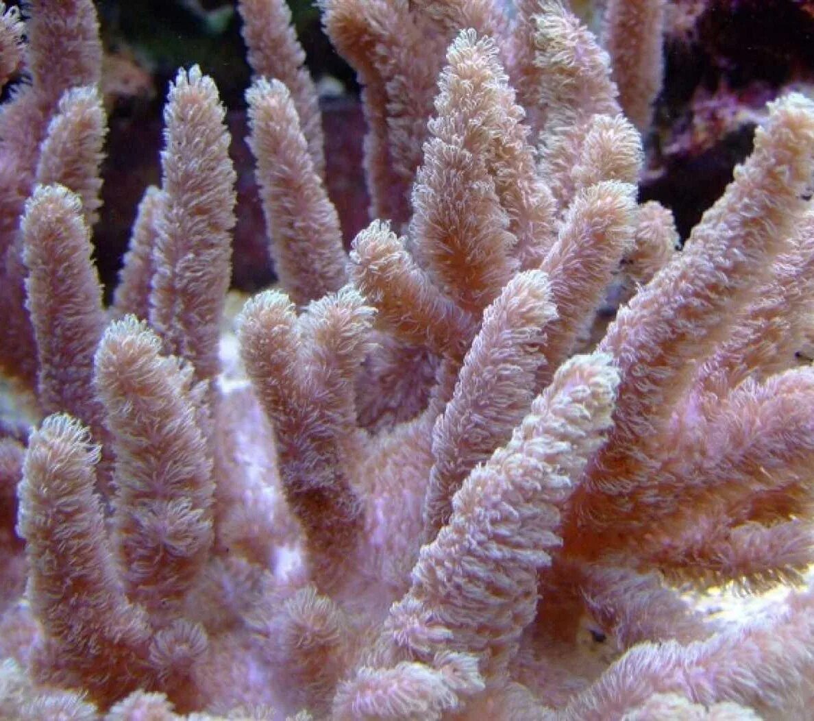 Coral 10. Синулярия коралл. Синулярия розовая коралл. Sinularia Brassica. Синулярия дура, s/ Sinularia dura.