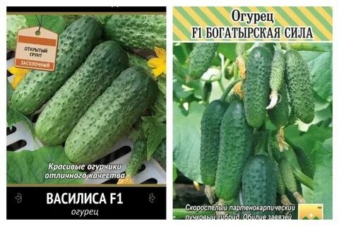 Богатырская сила отзывы