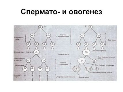 В результате овогенеза образуется